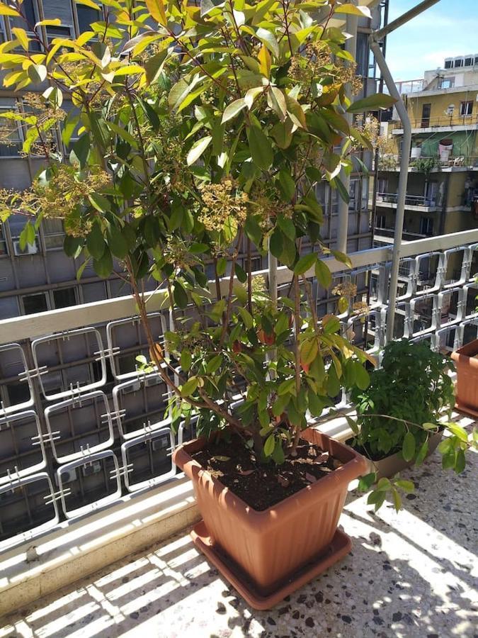 Athena'S Home, Sunny Balkony 100M From Metro! Екстер'єр фото